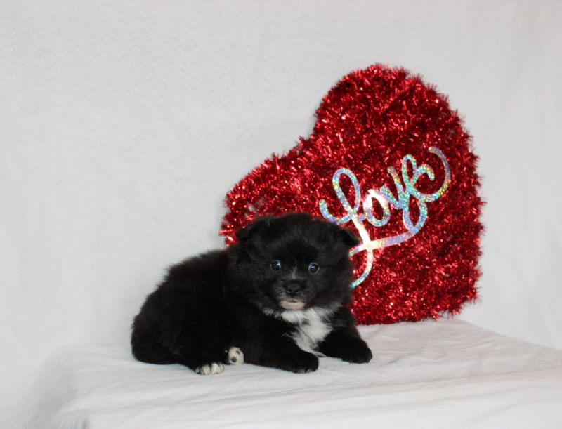 puppy, for, sale, Pomeranian, Matthew B. Stoltzfus, dog, breeder, Gap, PA, dog-breeder, puppy-for-sale, forsale, nearby, find, puppyfind, locator, puppylocator, aca